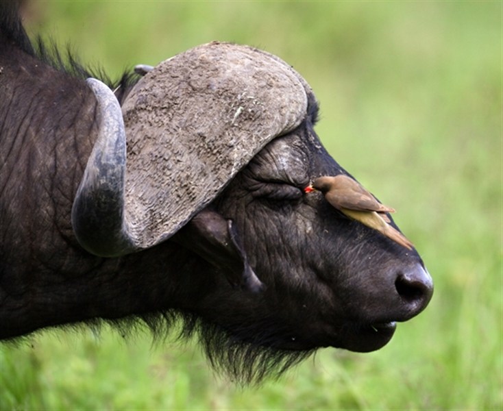 Volání divočiny - safari kombinace v Keni a Tanzanii - Safari v Keni a v Tanzanii