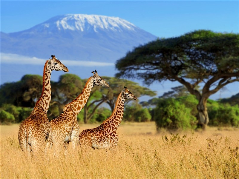 Volání divočiny - safari kombinace v Keni a Tanzanii - Safari v Keni a v Tanzanii