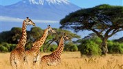 Volání divočiny - safari kombinace v Keni a Tanzanii - Safari v Keni a v Tanzanii