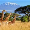 Safari v Keni a v Tanzanii