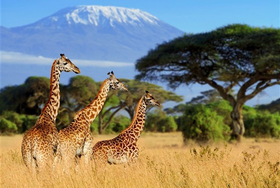 Marco Polo - Safari v Keni a Tanzanii: proč kombinovat obě země?