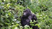 Magická Uganda - Velký okruh včetně goril a nosorožců