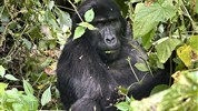 Magická Uganda - Velký okruh včetně goril a nosorožců