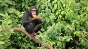 Magická Uganda - Velký okruh včetně goril a nosorožců