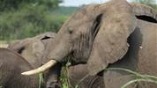 Magická Uganda - Velký okruh včetně goril a nosorožců