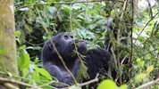 Expedice Uganda - náklaďákem nejen za gorilami s anglickým průvodcem