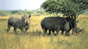Kapské Město a safari v Krugerově parku s českým průvodcem