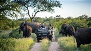 Kapské Město a safari v Krugerově parku s českým průvodcem
