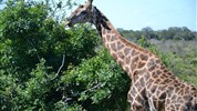 Kapské Město a safari v Krugerově parku s českým průvodcem
