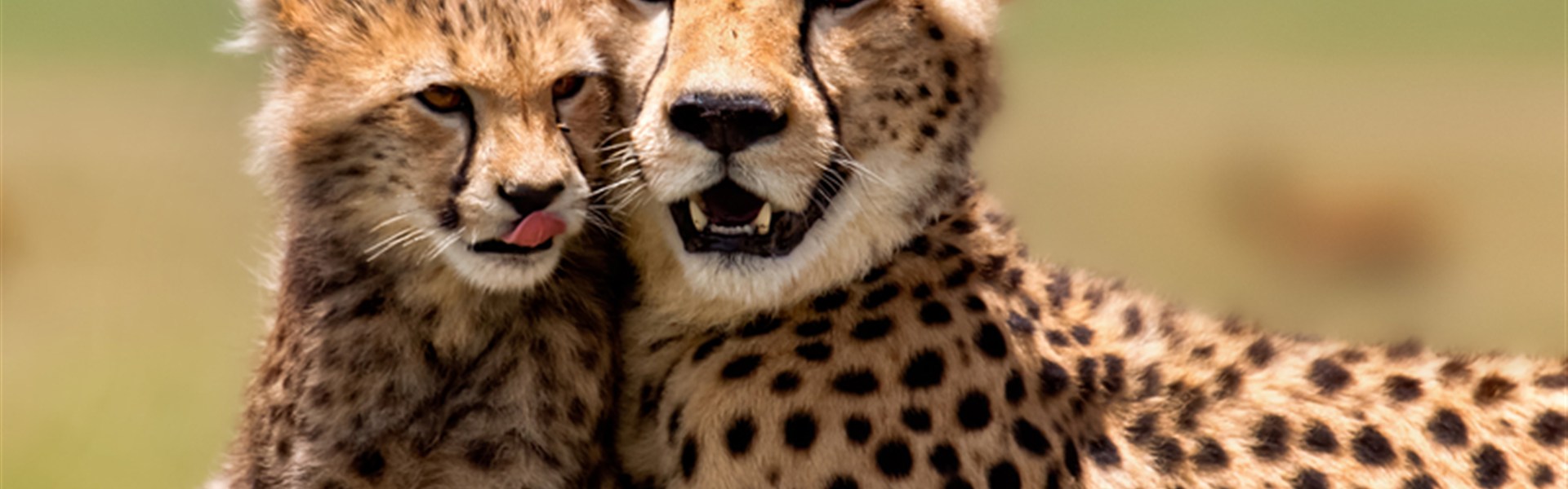 Volání divočiny - safari kombinace v Keni a Tanzanii - 