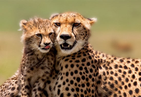 Volání divočiny - safari kombinace v Keni a Tanzanii - Keňa - 