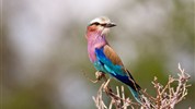 Volání divočiny - safari kombinace v Keni a Tanzanii