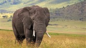 Volání divočiny - safari kombinace v Keni a Tanzanii