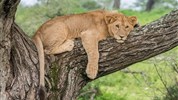Volání divočiny - safari kombinace v Keni a Tanzanii