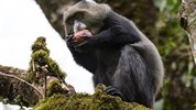 Volání divočiny - safari kombinace v Keni a Tanzanii