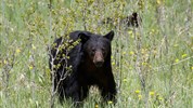 Kanadská velká pětka | safari Manitobou až k Hudsonovu zálivu - Černý medvěd je jedním z hlavních druhů, za kterými se vyráží během wildlife vyjížděk v Riding Mountain National Park. Pozorování zvířat ve volné přírodě závisí na aktuálních podmínkách.