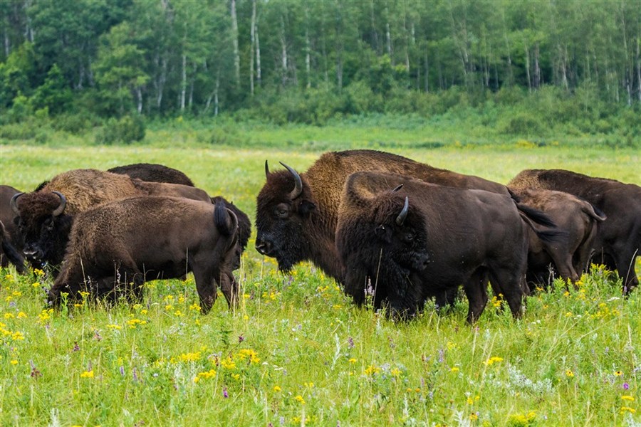 Kanadská velká pětka | safari Manitobou až k Hudsonovu zálivu - Stádo bizonů v oblasti Riding Mountain připomíná původní divokou tvář kanadských prérií. Program zahrnuje návštěvu Lake Audy bison enclosure.