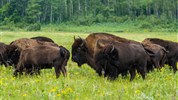 Kanadská velká pětka | safari Manitobou až k Hudsonovu zálivu - Stádo bizonů v oblasti Riding Mountain připomíná původní divokou tvář kanadských prérií. Program zahrnuje návštěvu Lake Audy bison enclosure.