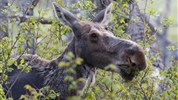 Kanadská velká pětka | safari Manitobou až k Hudsonovu zálivu - Los patří mezi ikonická zvířata boreálních lesů Kanady. V programu Kanadské Velké Pětky se za jeho pozorováním vyráží v oblasti Riding Mountain National Park.