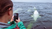 Kanadská velká pětka | safari Manitobou až k Hudsonovu zálivu - Pozorování běluh z lodi ukazuje jednu z nejcharakterističtějších tváří letního Churchillu. Běluhy připlouvají do oblasti řeky Churchill ve velkém počtu.