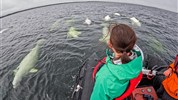 Kanadská velká pětka | safari Manitobou až k Hudsonovu zálivu - Zodiac umožňuje bezpečné a intenzivní pozorování běluh v estuáriu řeky Churchill. Zvířata jsou zvědavá a často se přibližují k lodím.
