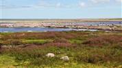 Kanadská velká pětka | safari Manitobou až k Hudsonovu zálivu - Letní tundra v okolí Churchillu je plná barev, nízké vegetace a otevřených výhledů. Tato krajina tvoří závěrečný přírodní rámec programu Kanadská velká pětka.