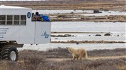 Kanadská velká pětka | safari Manitobou až k Hudsonovu zálivu - Lední medvědi se mohou v oblasti Churchillu objevit i v letní sezóně, pozorování však nikdy nelze garantovat. Fotografie ukazuje charakter prostředí a bezpečný způsob pozorování wildlife.