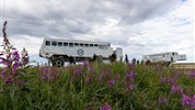 Kanadská velká pětka | safari Manitobou až k Hudsonovu zálivu - Tundra Buggy je ikonické expediční vozidlo určené pro pohyb v tundře. V letní sezóně doplňuje program zaměřený na běluhy a širší arktickou wildlife.