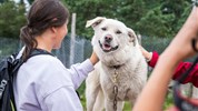 Kanadská velká pětka | safari Manitobou až k Hudsonovu zálivu - Fotografie zachycuje přátelskou a kontaktní část programu dog carting. Tento zážitek je vhodný jako lehčí kulturně zábavný doplněk k wildlife programu.