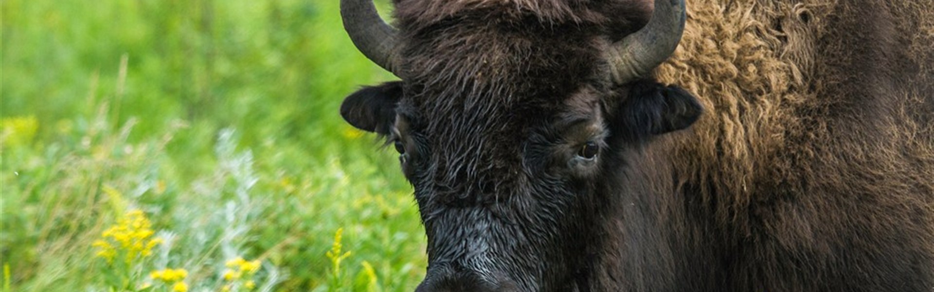 Kanadská velká pětka | safari Manitobou až k Hudsonovu zálivu - Bizon je jedním ze symbolů severoamerických prérií a důležitou součástí wildlife programu v Manitobě.
