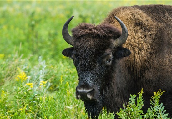 Kanadská velká pětka | safari Manitobou až k Hudsonovu zálivu - Churchill - Bizon je jedním ze symbolů severoamerických prérií a důležitou součástí wildlife programu v Manitobě.