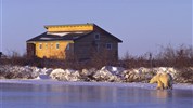 V říši ledních medvědů | prémiové safari u Hudsonova zálivu - Dymond Lake Ecolodge stojí v jedinečné poloze u pobřeží Hudsonova zálivu a tvoří srdce programu V říši ledních medvědů | prémiové safari u Hudsonova zálivu. Právě odsud se vyráží za ledními medvědy a další arktickou přírodou. Foto: Churchill Wild | Dennis Fast
