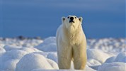 V říši ledních medvědů | prémiové safari u Hudsonova zálivu - Fotografie ukazuje ledního medvěda v otevřené arktické krajině, která tvoří kulisu celého programu. Právě tato divokost a pocit odloučenosti jsou jedním z hlavních důvodů, proč je zájezd tak silným zážitkem. Foto: Churchill Wild | Dennis Fast