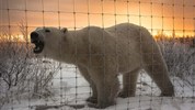 V říši ledních medvědů | prémiové safari u Hudsonova zálivu - Večerní světlo dodává arktické krajině u Hudsonova zálivu mimořádnou atmosféru. Tento snímek spojuje ledního medvěda s krásou severního světla dne a podtrhuje fotografickou atraktivitu celého programu. Foto: Churchill Wild | D. Tippell