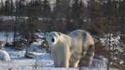 V říši ledních medvědů | prémiové safari u Hudsonova zálivu - Lední medvěd je hlavním symbolem zájezdu V říši ledních medvědů | prémiové safari u Hudsonova zálivu. Fotografie vystihuje typické prostředí pobřeží Hudsonova zálivu, kde se hosté s těmito zvířaty setkávají. Foto: Churchill Wild | Susan Gosling