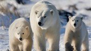V říši ledních medvědů | prémiové safari u Hudsonova zálivu - Medvědice se dvěma mláďaty patří k nejcennějším okamžikům, které může arktická příroda nabídnout. Fotografie silně podporuje emocionální linku zájezdu a ukazuje křehkost i sílu života v oblasti Hudsonova zálivu. Foto: Churchill Wild | Michael Poliza