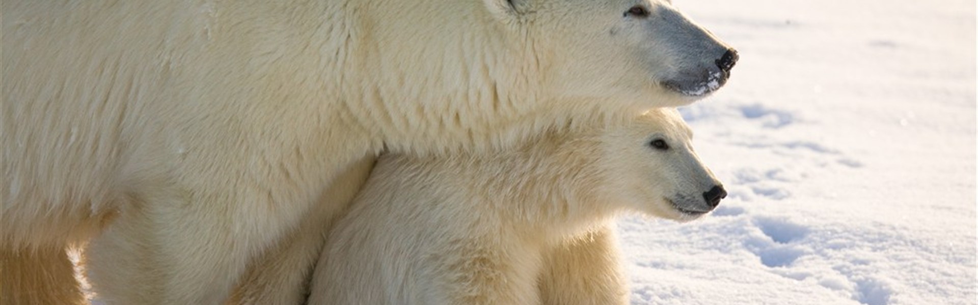 V říši ledních medvědů | prémiové safari u Hudsonova zálivu - Medvědice s mládětem patří k nejsilnějším obrazům zájezdu V říši ledních medvědů | prémiové safari u Hudsonova zálivu. Fotografie vystihuje hlavní téma programu: blízké a autentické setkání s ledními medvědy v okolí Dymond Lake Ecolodge. Foto: Churchill Wild | Michael Poliza