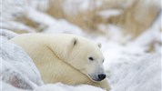 V říši ledních medvědů | prémiové safari u Hudsonova zálivu - Pozorování ledních medvědů není jen o pohybu a akci, ale i o klidných momentech, které dovolují vnímat jejich přirozené chování. Tento snímek přináší intimnější pohled na arktickou přírodu u Hudsonova zálivu. Foto: Churchill Wild | Dennis Fast