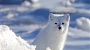 V říši ledních medvědů | prémiové safari u Hudsonova zálivu - Polární liška patří mezi typické obyvatele arktické přírody a rozšiřuje zážitek ze zájezdu i za hranice samotného pozorování ledních medvědů. Fotografie ukazuje pestrost zvířecího světa v okolí Hudsonova zálivu. Foto: Churchill Wild | Elizabeth Coates