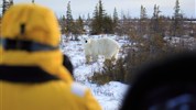 V říši ledních medvědů | prémiové safari u Hudsonova zálivu - Součástí programu je vedené pozorování ledních medvědů pod dohledem zkušených místních průvodců. Fotografie ukazuje autentickou atmosféru zájezdu a důraz na bezpečný, respektující kontakt s divokou přírodou. Foto: Churchill Wild | Beatrice Jorns