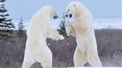 V říši ledních medvědů | prémiové safari u Hudsonova zálivu - Setkání se dvěma ledními medvědy v souboji patří k nejdramatičtějším okamžikům arktického safari. Takové situace ukazují sílu a energii přírody, kterou mohou hosté během programu V říši ledních medvědů zažít přímo v terénu. Foto: Churchill Wild | Ian Johnson