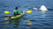 Běluhy severní Kanady | letní cesta k Hudsonovu zálivu - Kajakový program na řece Churchill umožňuje vnímat prostředí běluh velmi osobním způsobem. Aktivita probíhá podle aktuálních podmínek a patří k nejvýraznějším letním zážitkům v této části severní Kanady.