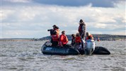 Běluhy severní Kanady | letní cesta k Hudsonovu zálivu - Výprava na člunu typu Zodiac umožňuje intenzivní pozorování běluh v oblasti řeky Churchill. Tento vodní program patří mezi hlavní zážitky letní cesty k Hudsonovu zálivu.