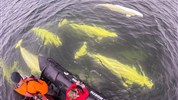 Běluhy severní Kanady | letní cesta k Hudsonovu zálivu - Běluhy v oblasti Hudsonova zálivu připomínají, že severní Manitoba není jen krajinou tundry a ledních medvědů. V létě zde ožívají vody řeky Churchill a okolních pobřežních oblastí.