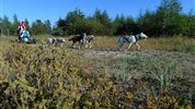 Běluhy severní Kanady | letní cesta k Hudsonovu zálivu - Letní jízda se psím spřežením na vozíku doplňuje program o aktivní a kontaktní zážitek. V prostředí severní Manitoby ukazuje tradici, která je s arktickými oblastmi dlouhodobě spojená.