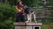 Běluhy severní Kanady | letní cesta k Hudsonovu zálivu - Letní jízda se psím spřežením na speciálním vozíku přibližuje tradici severského cestování a práci psů v arktických oblastech. Součástí zážitku je také výklad o historii psích spřežení.