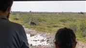 Běluhy severní Kanady | letní cesta k Hudsonovu zálivu - Pozorování zvířat z Tundra Buggy® doplňuje vodní program za běluhami o další podobu severní přírody. Letní tundra u Churchillu může nabídnout různé druhy zvířat, jejichž výskyt vždy závisí na aktuálních podmínkách.