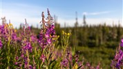 Běluhy severní Kanady | letní cesta k Hudsonovu zálivu - Kvetoucí tundra ukazuje krátké, ale výrazné arktické léto v severní Manitobě. Právě tato sezónní proměna krajiny tvoří barevný rámec letního programu za běluhami u Hudsonova zálivu.