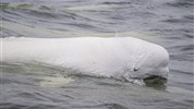 Běluhy severní Kanady | letní cesta k Hudsonovu zálivu vlakem - Běluha u hladiny řeky Churchill představuje hlavní motiv zájezdu Běluhy severní Kanady. V letních měsících se tito arktičtí kytovci vracejí do vod u Churchillu a patří k nejvýraznějším přírodním zážitkům celé cesty.
