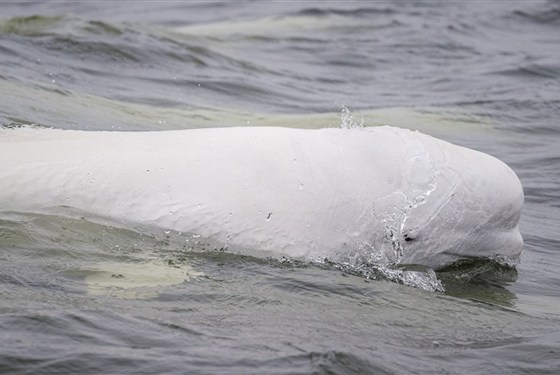 Běluhy severní Kanady | letní cesta k Hudsonovu zálivu - Běluha u hladiny řeky Churchill představuje hlavní motiv zájezdu Běluhy severní Kanady. V letních měsících se tito arktičtí kytovci vracejí do vod u Churchillu a patří k nejvýraznějším přírodním zážitkům celé cesty.